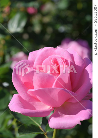 Rose (Princess Margaret of England) 59513007