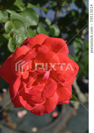Rose (Las Vegas) 59513014