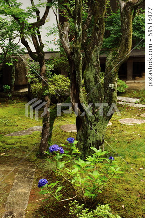Ninnaji temple, garden, Shingon sect Omuro school headquarters, 59513077