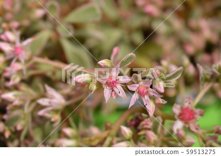 Stonecrop Pink Seduction Stonecrop Pink Seduction 59513275