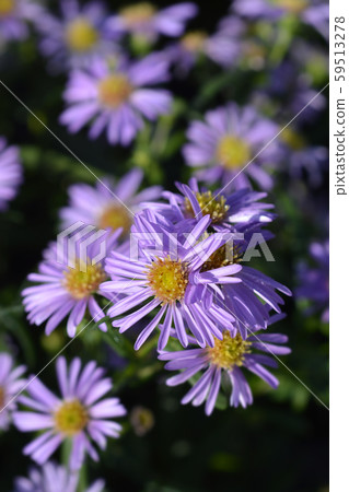 Michelmas daisy Starletta 59513278