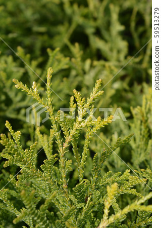 Japanese thuja Japanese thuja 59513279