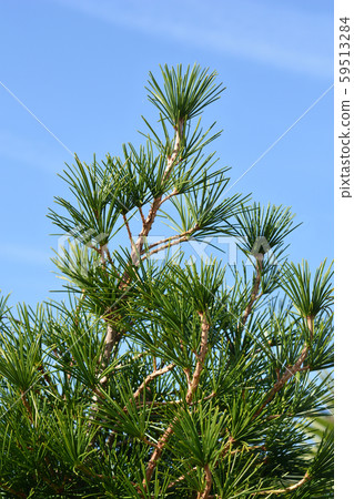 Japanese umbrella pine 59513284