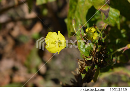 Common evening-primrose Common evening-primrose 59513289