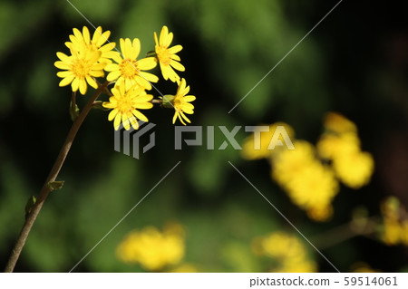 Twilight of full bloom 59514061