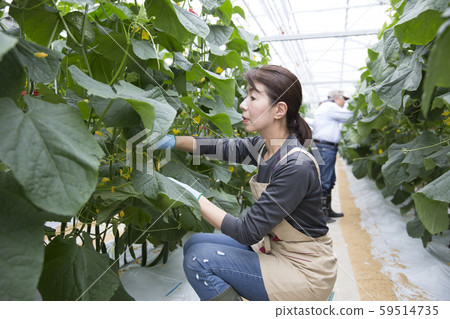 Woman harvesting cucumber Woman harvesting cucumber 59514735