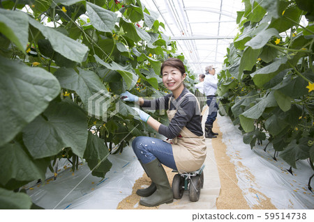 Woman harvesting cucumber Woman harvesting cucumber 59514738