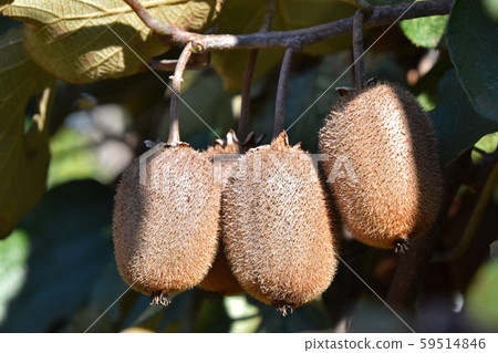 Kiwi fruit	 59514846