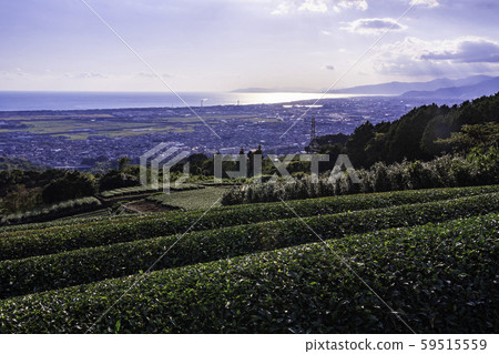 (Shizuoka) Fuji cityscape and Suruga Bay over the tea plantation 59515559