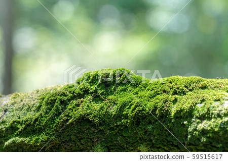 Bryophyta, Close up macro freshness green moss Bryophyta, Close up macro freshness green moss 59515617