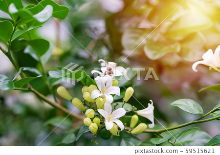 Thai orange Jasmine, white orange jasmine flower 59515621