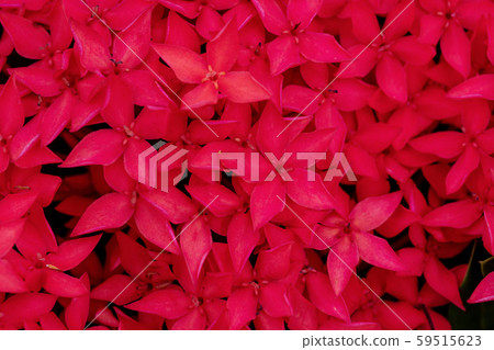 Close up group blossom Ixora lobbii Loudon flower 59515623