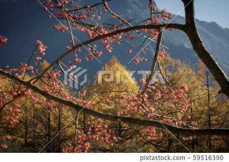 Autumn leaves of larch Autumn leaves of larch 59516390