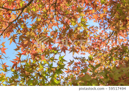 Shodoshima Kankakei autumn leaves Shodoshima Kankakei autumn leaves 59517494