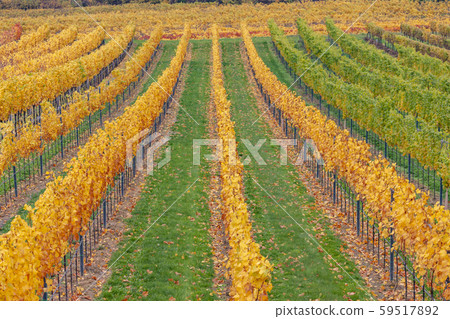 autumn vineyards near Retz, Lower Austria, Austria autumn vineyards near Retz, Lower Austria, Austria 59517892