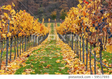 autumn vineyards near Retz, Lower Austria, Austria 59517893
