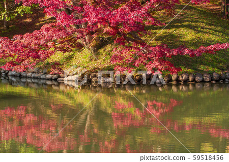 Yosaku Park Autumn leaves 59518456