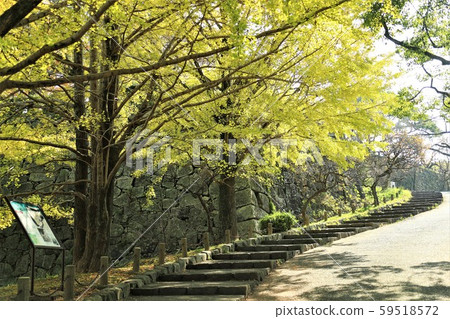 Row of ginkgo trees at Fukuoka Castle 59518572