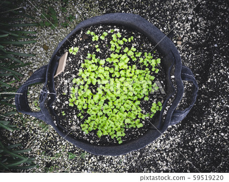 Green Plant grow Top view Home gardening  59519220