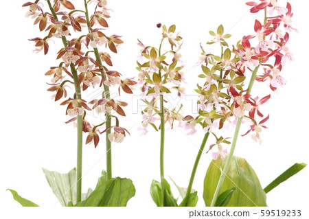 Evine orchid reddish brown flower white background Evine orchid reddish brown flower white background 59519233