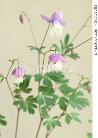 風煙囪環紫色和白色的花朵 59519282