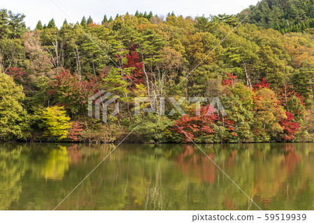 秋天的風景_紅葉和小池 59519939