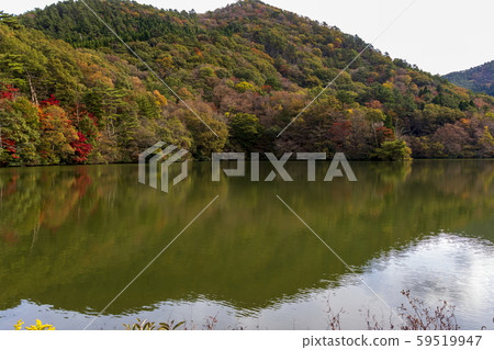 秋天的風景_紅葉和小池 59519947