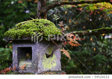 Autumn leaves of Nikko Sanrōji Japanese garden 59520212