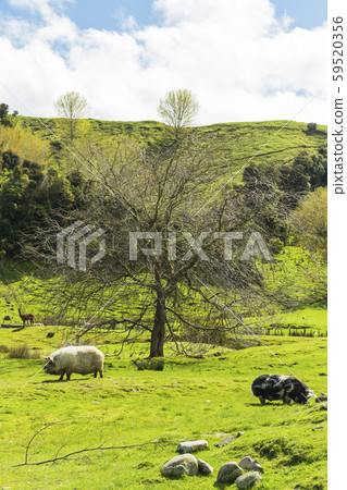 New Zealand Ohingati Flat Hills Cafe and Tourist Park New Zealand Ohingati Flat Hills Cafe and Tourist Park 59520356