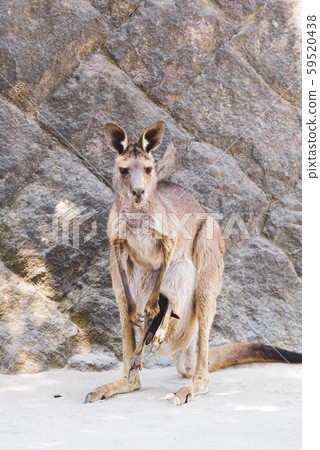 Eastern gray kangaroo Eastern gray kangaroo 59520438