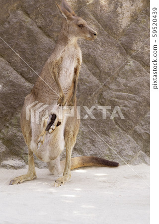 Eastern gray kangaroo Eastern gray kangaroo 59520439