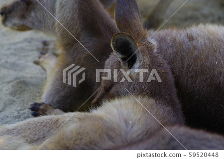 Eastern gray kangaroo Eastern gray kangaroo 59520448