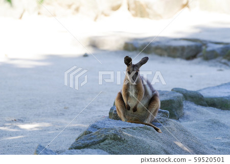 Yellow footed rock wallaby Yellow footed rock wallaby 59520501