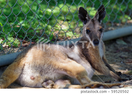 Yellow footed rock wallaby Yellow footed rock wallaby 59520502