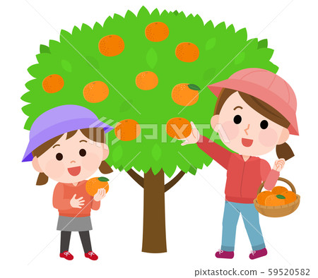 母親和女兒摘橘子的插圖 59520582