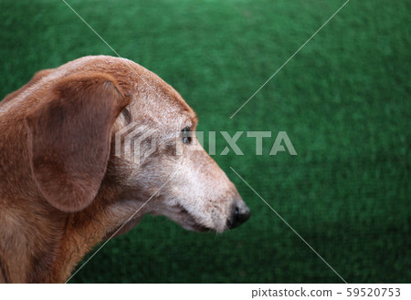 dog portrait green grass background  59520753