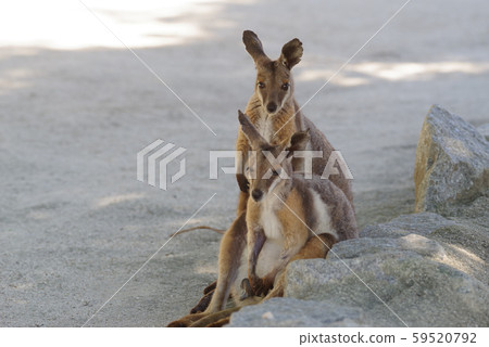 Yellow footed rock wallaby 59520792