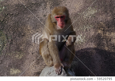 Japanese macaques 59520795