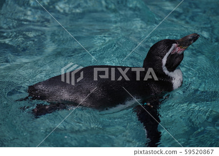 Humboldt Penguin 59520867