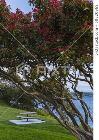 New Zealand Taupo Lake Taupo 59520965