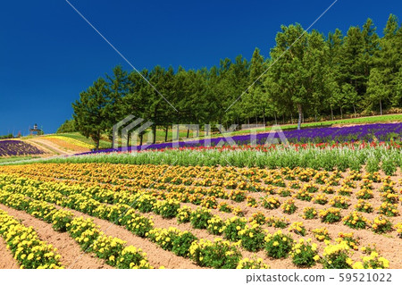 Hokkaido / Kamifurano Town Summer Flower Field 4 59521022