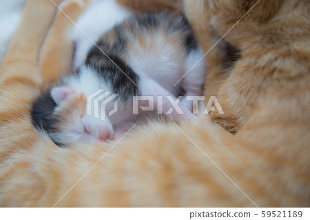 Cat kittens Cat kittens 59521189