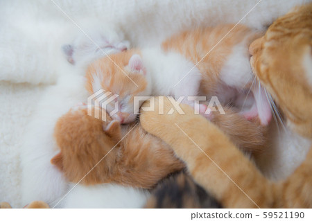 Cat kittens 59521190