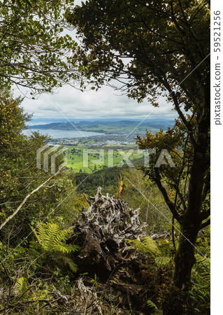 New Zealand Taupo Taupo town and Lake Taupo seen from Mt. 59521256