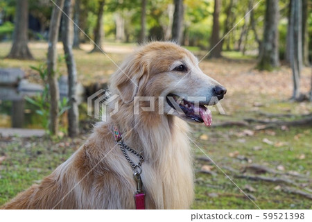 美麗的金毛尋回犬 59521398