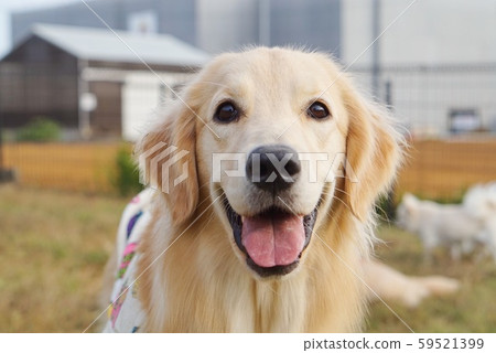 Cute smiling golden retriever 59521399