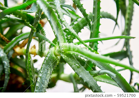 Aloe vera is a popular medicinal plant for health and beauty Aloe vera is a popular medicinal plant for health and beauty 59521700