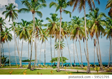 palm trees over tropical lagoon with wild beach 59521705