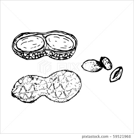 Peanut set. Ink sketch of nuts. Peanut set. Ink sketch of nuts. 59521968