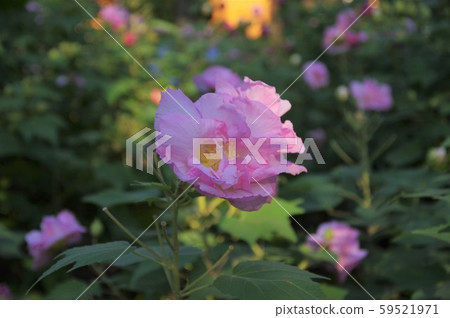 末吾鶴舞公園 末吾鶴舞公園 59521971